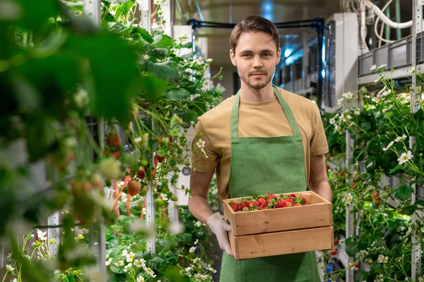 Feliz Joven Guante Trabajador Masculino Granja Vertical Invernadero Sosteniendo Caja —  Fotos de Stock