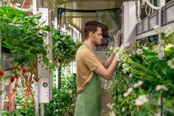 Jonge Mannelijke Werknemer Van Verticale Boerderij Werkkleding Controleren Temperatuur Kas — Stockfoto