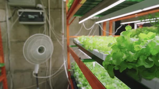 현대의 농장이나 안에서 자라고 시원하게 부채를 날리는 — 비디오