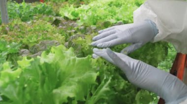 Çağdaş, dikey çiftlikte yetişen taze yeşil marul yaprakları ve fideleri inceleyen koruyucu eldivenlerle tanınamayan sera işçilerinin ellerini kapatın.