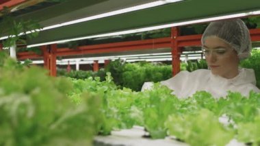 Koruyucu iş elbisesinde genç kadın tarımcı dikey çiftlikte yeşil marul ile rafın yanında duruyor ve elinde fideleri kontrol eden küçük bir saksı tutuyor.