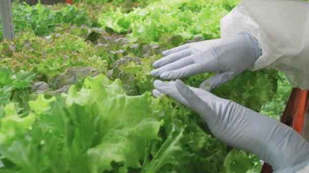 Nahaufnahme Unkenntlich Gemachter Hände Von Gewächshausmitarbeitern Schutzhandschuhen Die Frische Grüne — Stockvideo