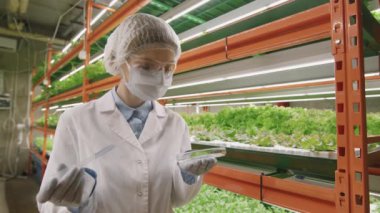 Orta boy kadın biyolog elinde yeşil marul yaprağı numunesiyle dikey çiftlikte çalışırken pipetten sıvı madde dökerken.