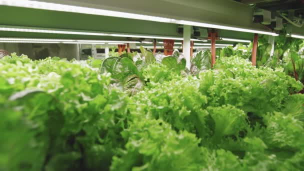 Muchas Plántulas Verdes Varios Tipos Coles Lechugas Con Hojas Frescas — Vídeo de stock