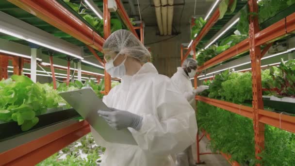 Foto Media Mujeres Expertas Agricultura Vertical Ropa Trabajo Protectora Examinando — Vídeo de stock