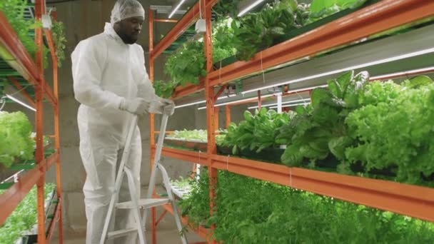Afrika Kökenli Amerikalı Erkek Tarım Mühendisinin Koruyucu Giyimi Merdivenlerinde Ispanak — Stok video