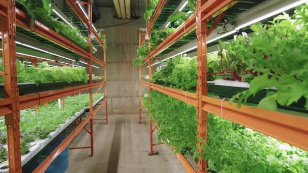 Pan Plano Pasillos Muchas Plantas Plántulas Que Crecen Estantes Dentro — Vídeo de stock