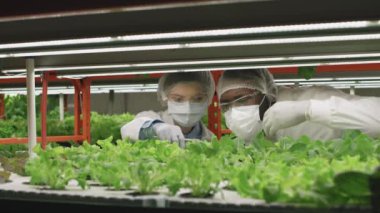 Laboratuvar önlüklü, koruyucu maskeli, yeşil fideleri inceleyen ve kapalı alanda dikey çiftlikte çalışan birkaç genç tarım mühendisinin belden yukarı pozu.