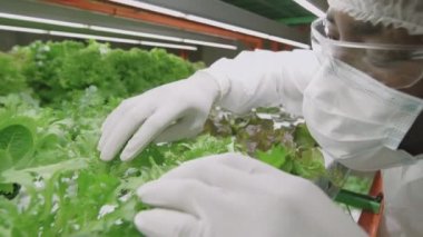 Afrika kökenli profesyonel tarım mühendisinin koruyucu iş kıyafetleri, maske ve eldivenleri dikey çiftlikte yetişen yeşil fideleri inceliyor.