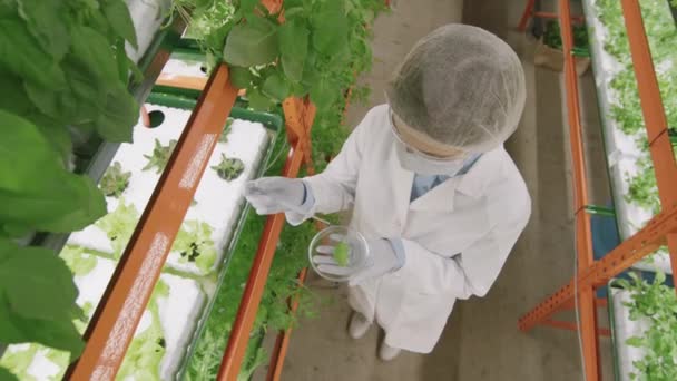 Zeitlupe Von Oben Biologin Laborkittel Experimentiert Petrischale Mit Salatblatt Probe — Stockvideo