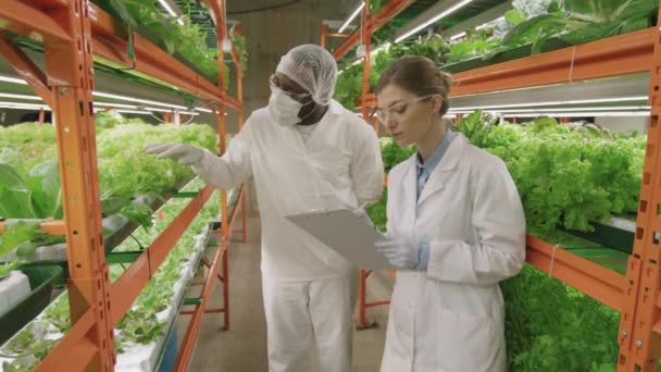 Fotografía Cámara Lenta Jóvenes Ingenieros Agronómicos Exitosos Etnia Caucásica Afroamericana — Vídeo de stock