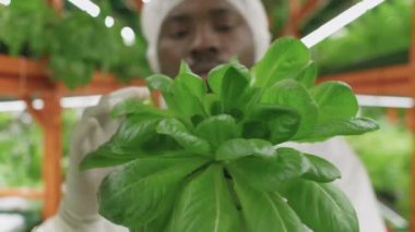 Dikey çiftlikteki Afro-Amerikan tarım mühendisi tarafından incelenen yeşil ıspanak tohumlarını kapatın.