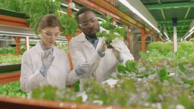 Çok ırklı botanikçilerin yeşil organik bitkileri inceleyen dikey çiftlik tohumları üzerine bilimsel araştırma yaparken yavaş çekim.