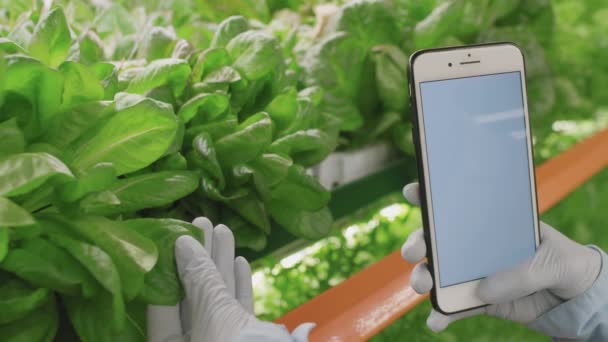 Close Gloved Hands Unrecognizable Vertical Farm Labor Using Smartphone While — Stok Video