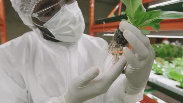 Jovem Contemporâneo Masculino Afro Americano Agrônomo Vestuário Trabalho Proteção Corredor — Vídeo de Stock