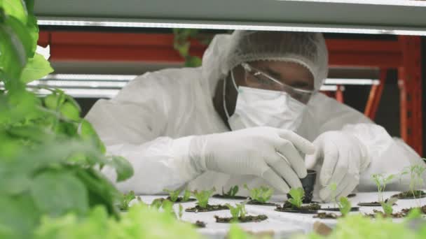 Pan Close Com Lentidão Pesquisador Agronômico Profissional Engenheiro Vestuário Trabalho — Vídeo de Stock