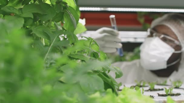 Pan Closeup Slowmo Young Afro American Botanic Researcher Agroengineer Protective — Αρχείο Βίντεο