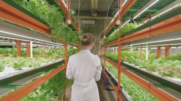 Zadní Pohled Střední Trať Pořízena Pomalým Pohybem Mladého Agronomického Inženýra — Stock video