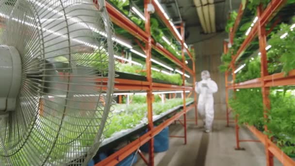 緑の苗の成長を調べる垂直農場に沿って歩いている間 デジタルタブレットを使用して保護カバーの女性現代温室労働者 — ストック動画