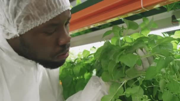 Primer Plano Del Ingeniero Agronómico Masculino Etnia Africana Examinando Plántulas — Vídeo de stock