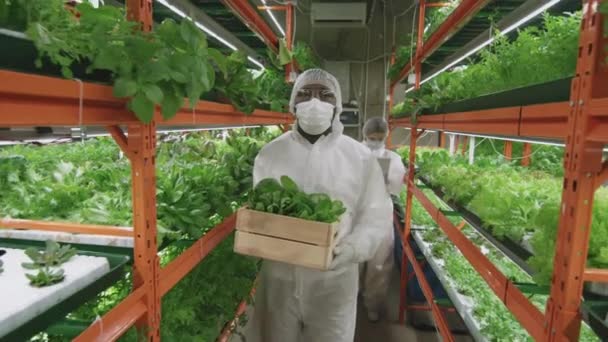 미국의 농학자가 동료와 작업하는 시금치 묘목이 상자를 농장을 나가는 — 비디오