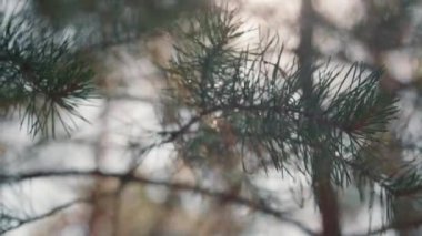 Güneşli bir günde rüzgarda sallanan çam dallarının yavaşlığını kapat.