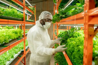 Maskeli, kepli ve gözlüklü, çeşitli marul çeşitleriyle dikey çiftlik rafında duran ve kontrol eden ciddi genç siyahi tarım mühendisi.