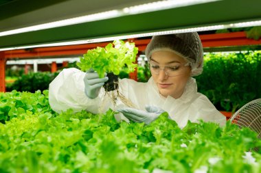 Şapkalı ve eldivenli genç sera işçisi dikey çiftlikte ve saksı bitkilerinde duruyor.