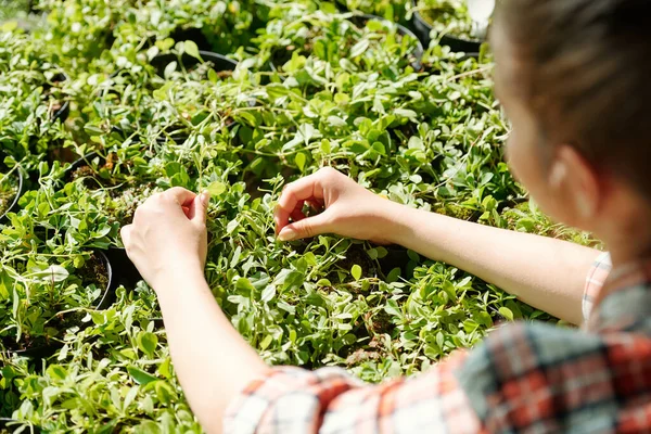 穿着格子衬衫的年轻女农民或温室工人的手触摸着绿色的幼苗 同时照看盆栽植物 — 图库照片