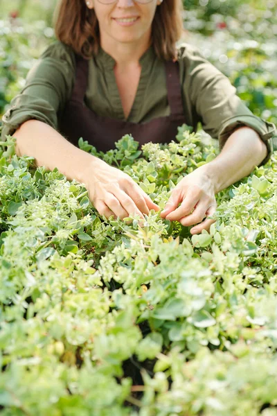 Hands Happy Female Worker Contemporary Greenhouse Standing Flowerbed Touching Small — Stock Photo, Image