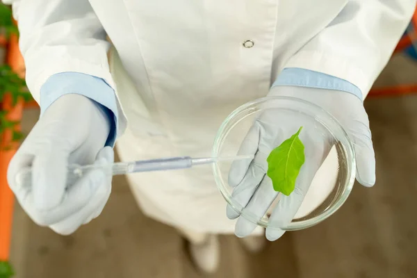 Bovenaanzicht Van Onherkenbare Bioloog Latex Handschoenen Met Petrischaal Druppelreagens Blad — Stockfoto