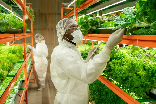 Drukke Jonge Zwarte Teelt Specialist Cap Masker Aanraken Spinazie Blad — Stockfoto