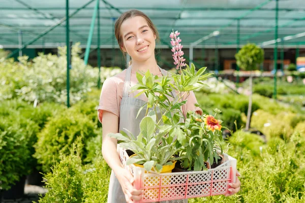 Joven Trabajadora Sonriente Invernadero Jardín Delantal Sosteniendo Caja Plástico Con — Foto de Stock