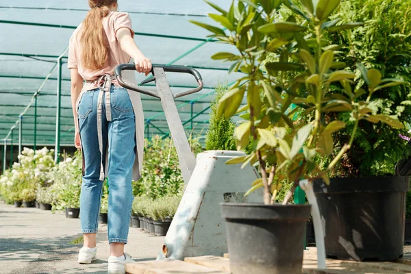 年轻女工穿着工作服拉购物车 绿色植物生长在大罐子里 同时沿着宽阔的通道走着 这幅照片的背面是温室里的年轻女工 — 图库照片