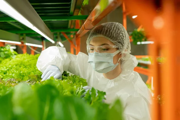 Concentrated Female Grower Protective Goggles Mask Cap Standing Vertical Farm — Stock Photo, Image