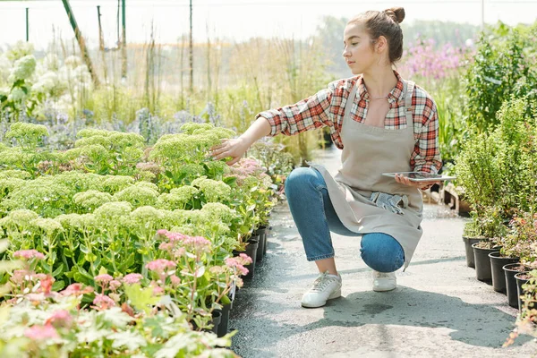Giovane Contadina Bionda Abiti Lavoro Guardando Pianta Verde Fiori Fiore — Foto Stock