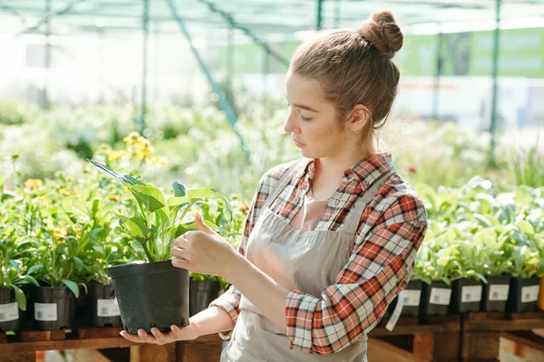 緑の植物と大きな黒い花の鍋を保持し その葉に触れる現代温室の若い女性労働者の側面図 — ストック写真