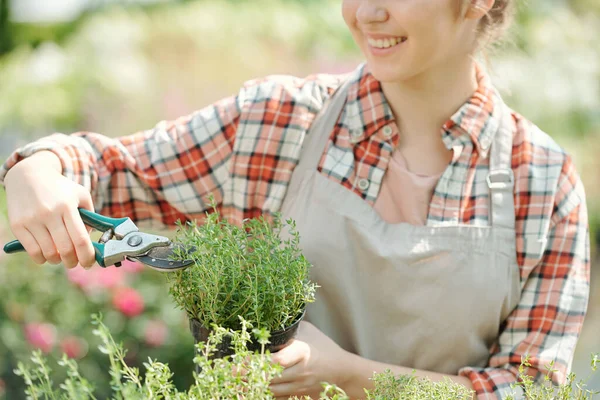 緑の植物や温室内の大きな花壇に対する苗を短縮しながら ペンチを使用して作業服の若い笑顔の女性庭師 — ストック写真