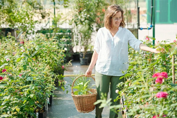Neşeli Orta Yaşlı Kadın Bahçıvan Sepetle Yeşil Gül Yapraklarına Bakarken — Stok fotoğraf