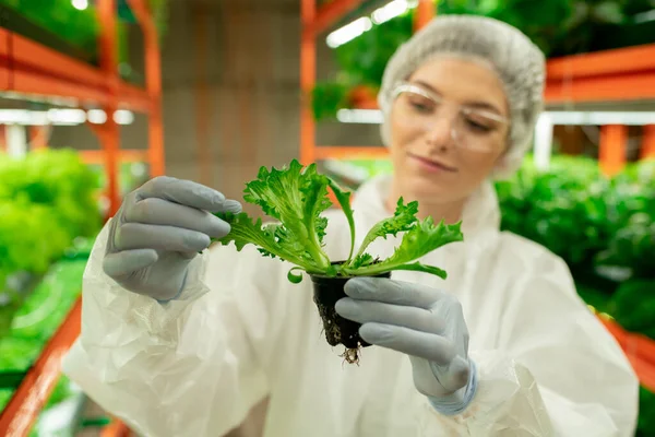 Védőöltönyben Latex Kesztyűben Dolgozó Növénycserepet Tartó Tartalmi Melegházi Munkás Közelsége — Stock Fotó