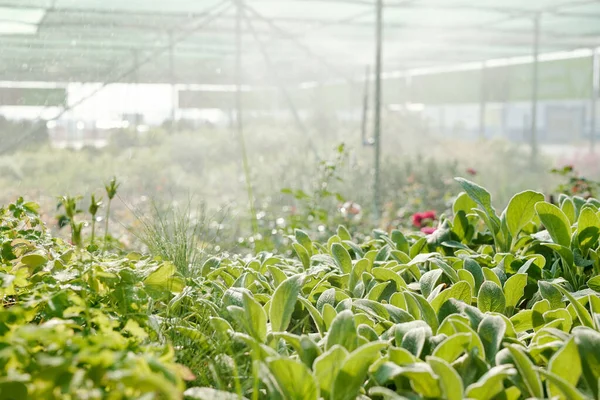 緑の葉を持つ花や茂みは バックグラウンドで他の植物と大規模な現代的な温室内の灌漑システムによって水を供給されています — ストック写真