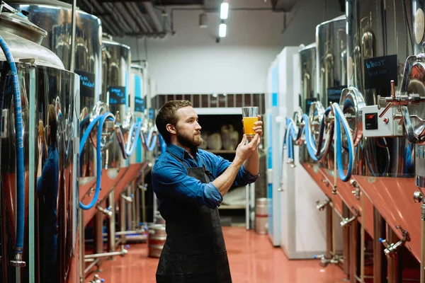 Joven Trabajador Cervecero Barbudo Con Vaso Cerveza Que Evalúa Sus —  Fotos de Stock