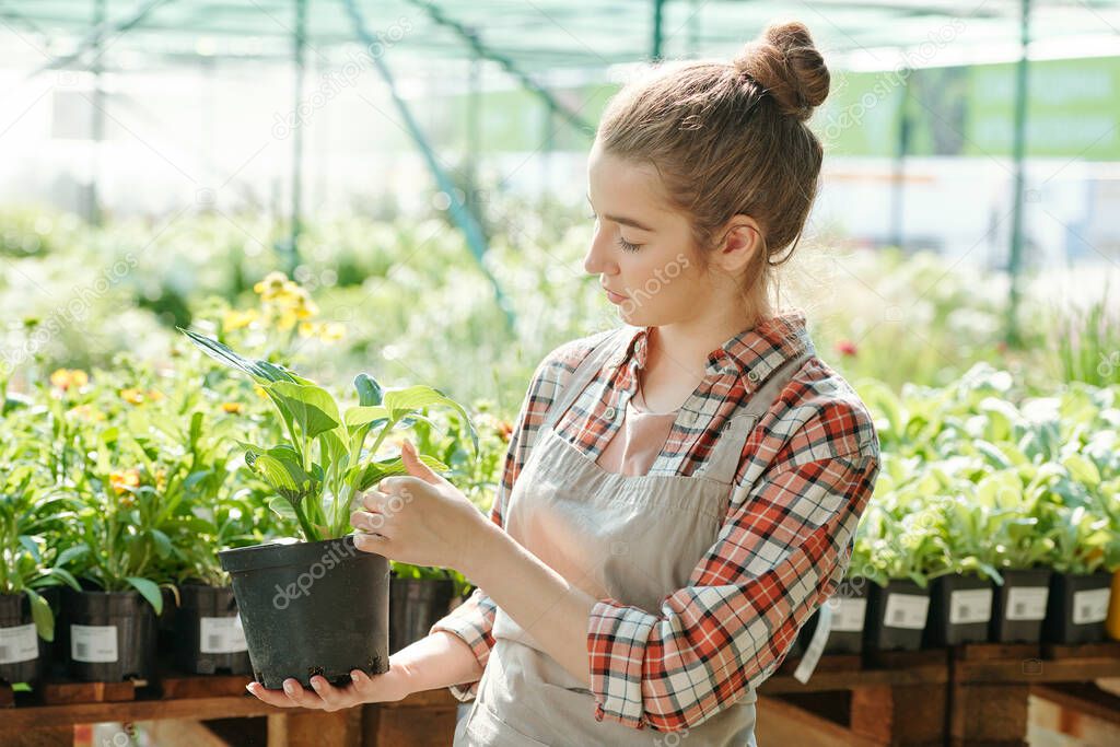 Side view of young female worker of contemporary greenhouse holding big black flowerpot with green plant and touching its leaves