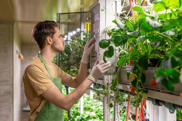 Jongeman Schort Handschoenen Werkend Verticale Boerderij — Stockfoto