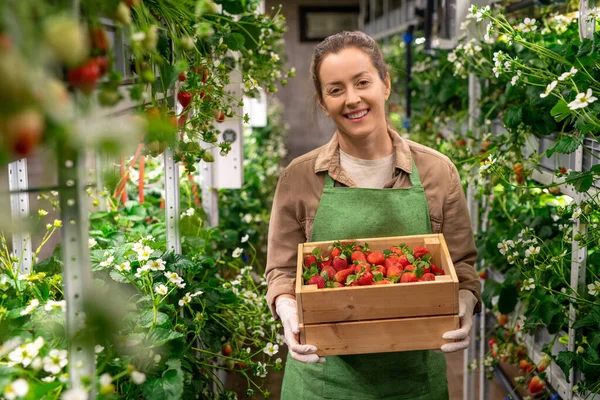 Una Persona Sosteniendo Una Caja Fresas Rojas Maduras Una Granja — Foto de Stock