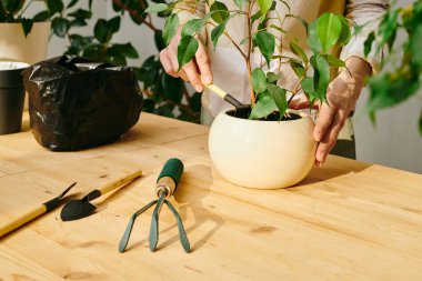 Evdeki tahta masada saksı bitkisiyle ilgilenen genç bir kadın.