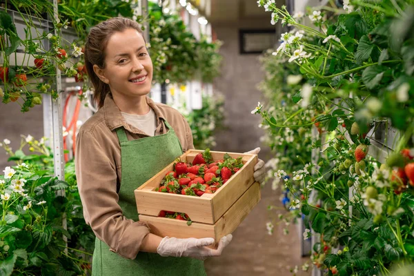 Gelukkige Vrouwelijke Boer Schort Met Een Doos Rode Rijpe Aardbeien — Stockfoto