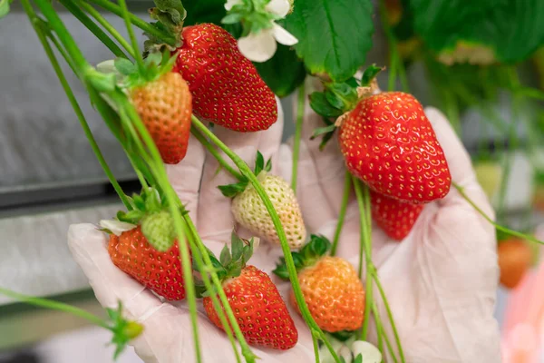 노동자들의 장갑낀 딸기를 — 스톡 사진