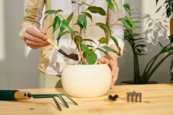 Hands Female Holding Pot Green Domestic Plant While Standing Table — Stock Photo, Image