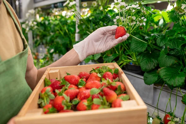 Κάθετος Αγρότης Κουτί Φράουλες Που Μαζεύει Άλλο Ένα Ώριμο Μούρο — Φωτογραφία Αρχείου